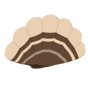 Turkey tail